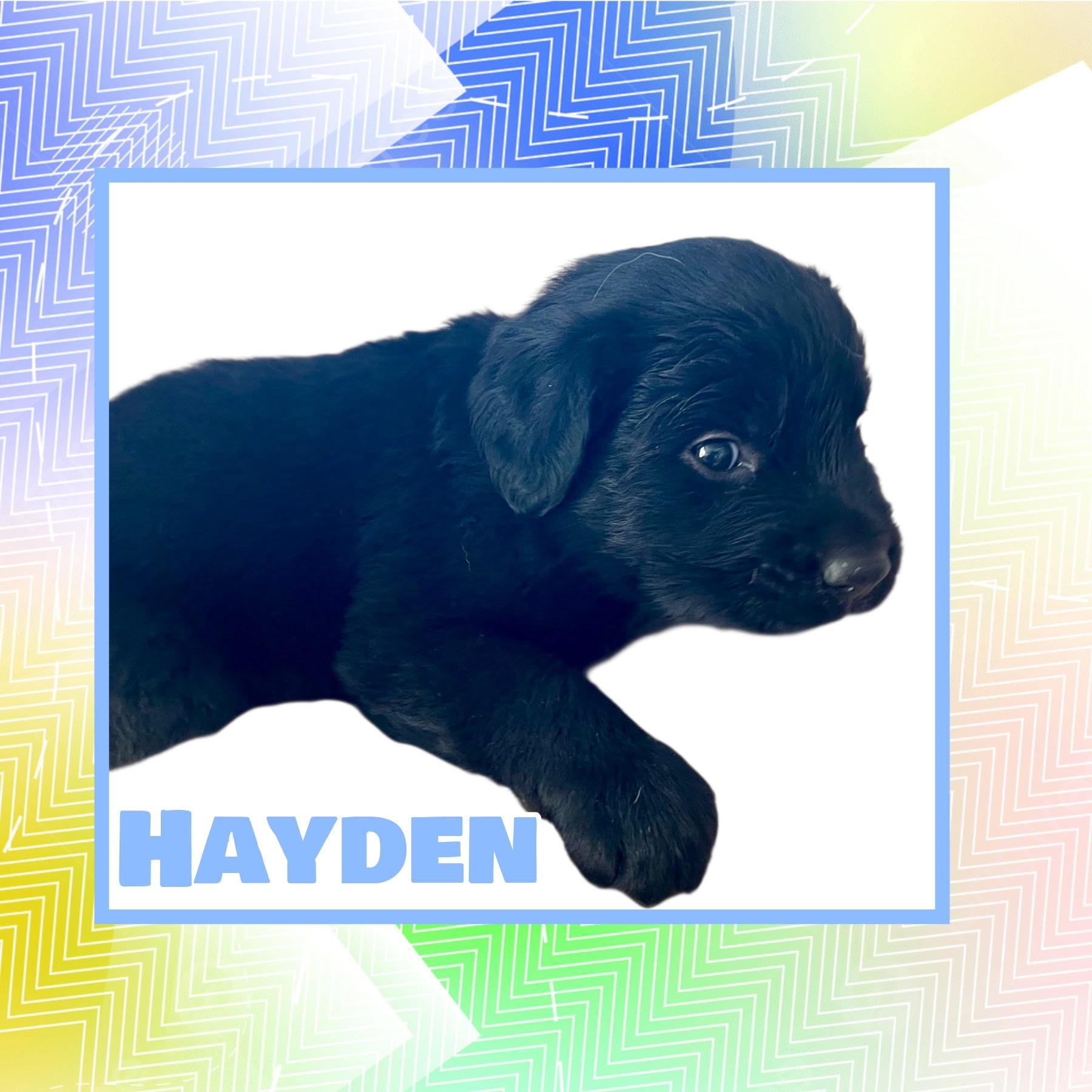 Hayden