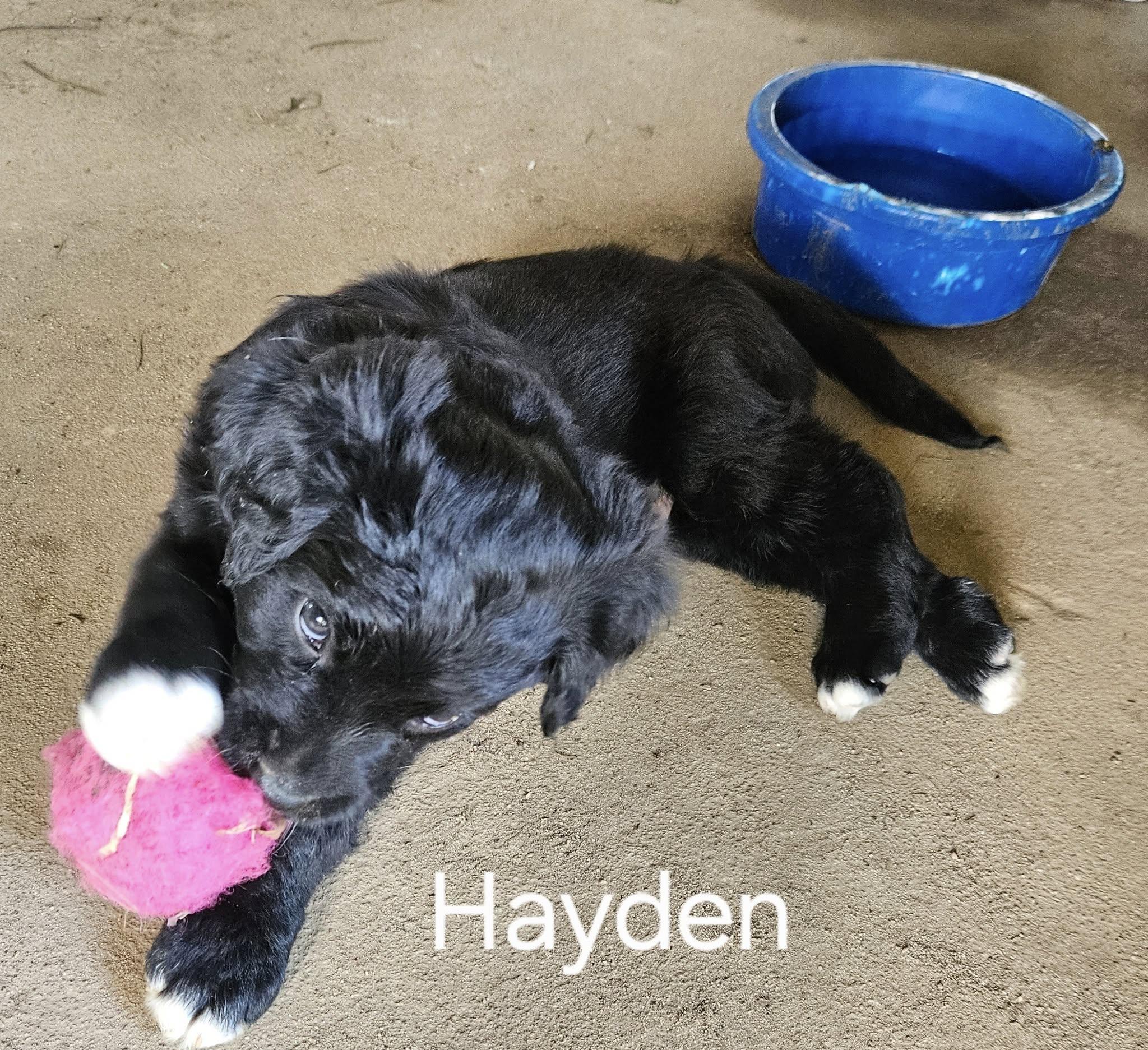 Hayden