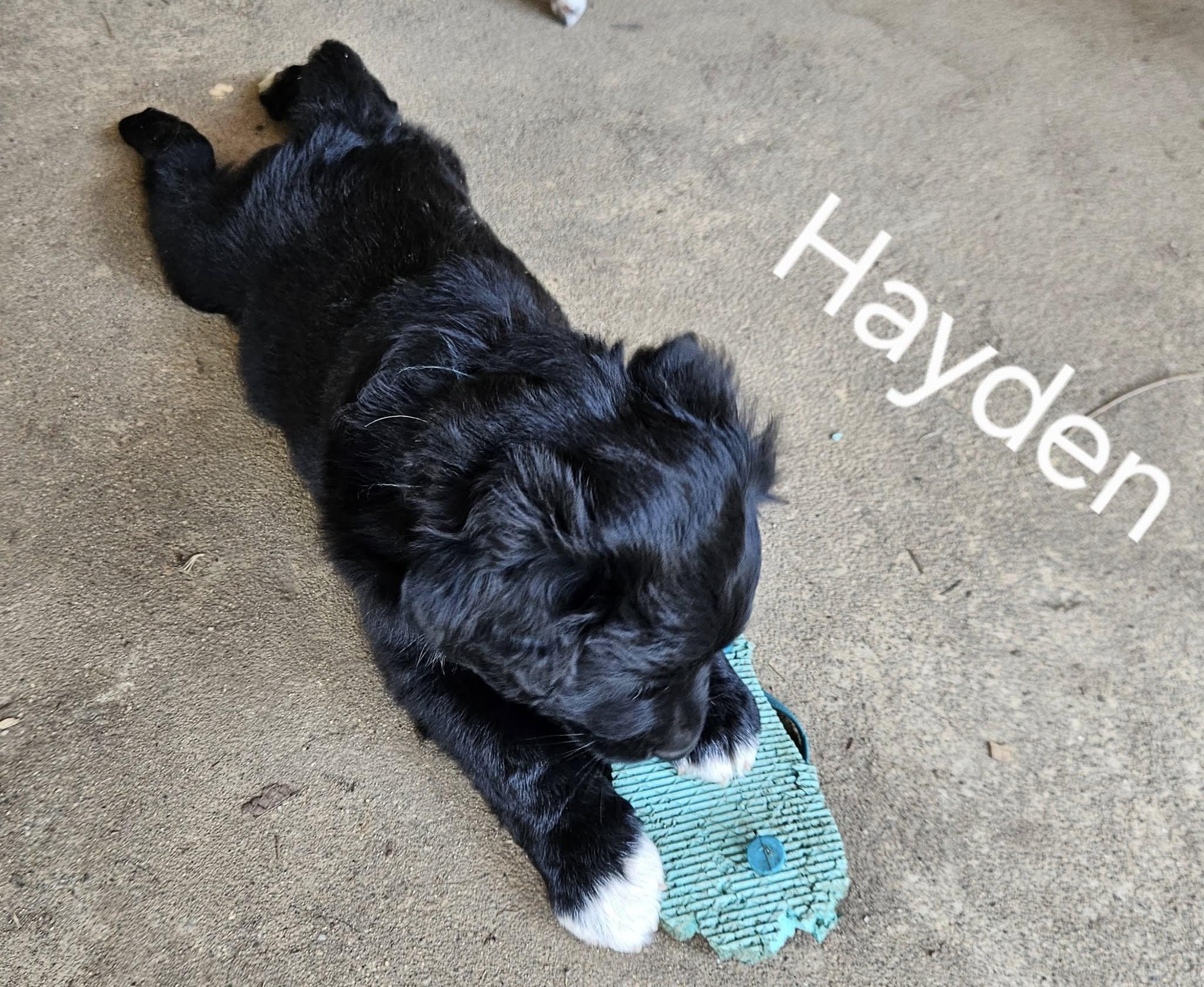 Hayden