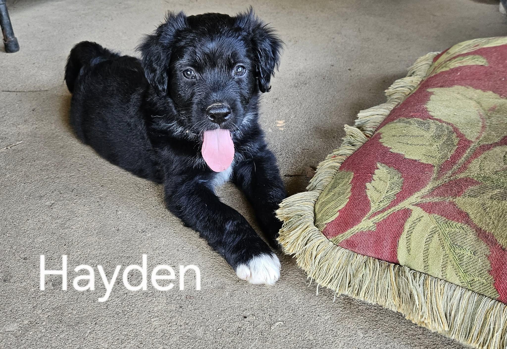 Hayden