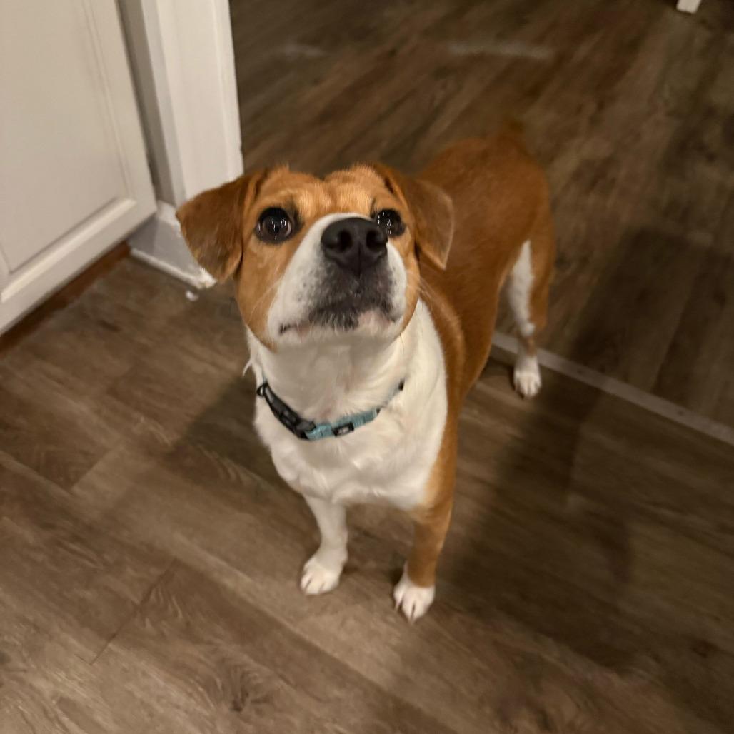 Bixby, Adoptable, Adult Male Pug & Beagle.