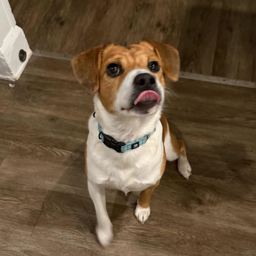 Bixby, a Adoptable mixed breed in Erie, PA image 4/6