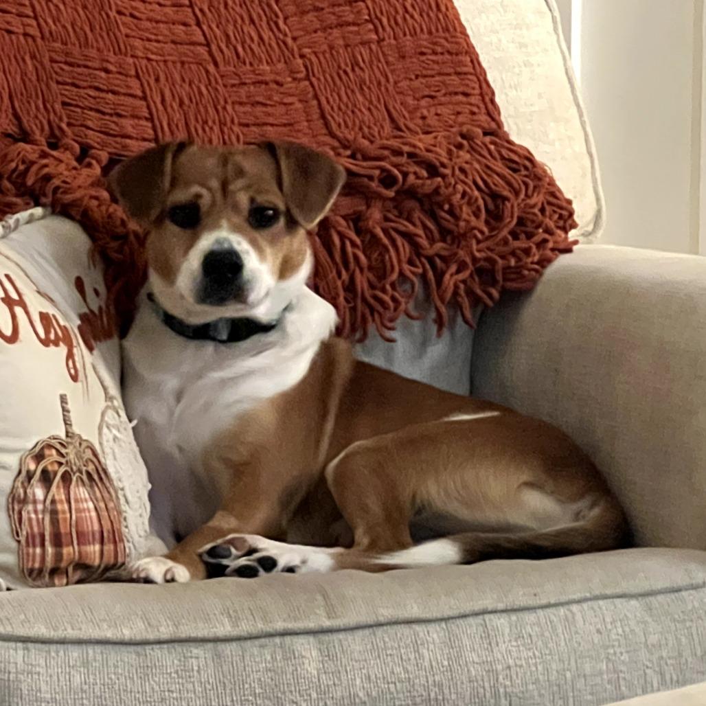 Bixby, a Adoptable mixed breed in Erie, PA image 5/6