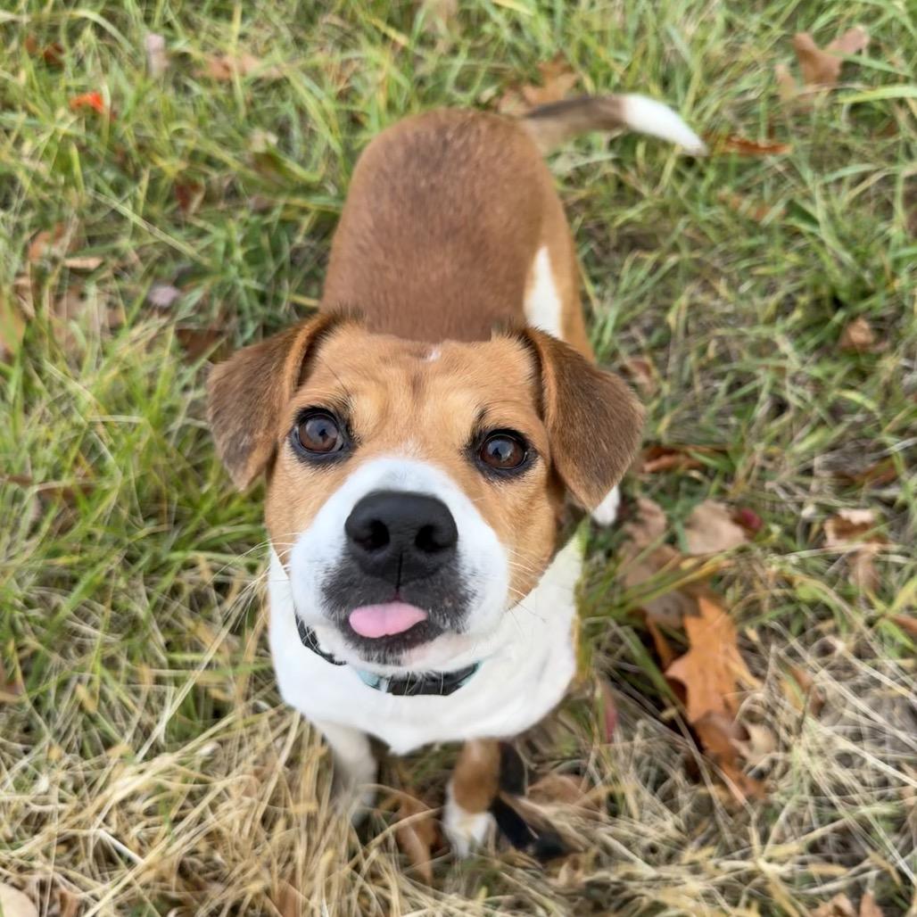 Bixby, Adoptable, Adult Male Pug & Beagle.