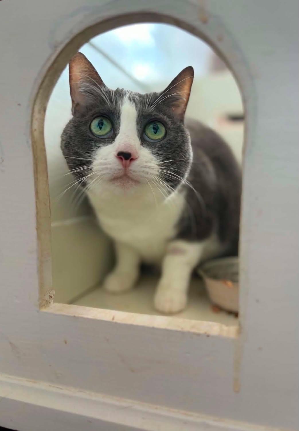 Enlarge Myla, a ADOPTABLE Domestic Short Hair in Shakespeare, ON image 2/6