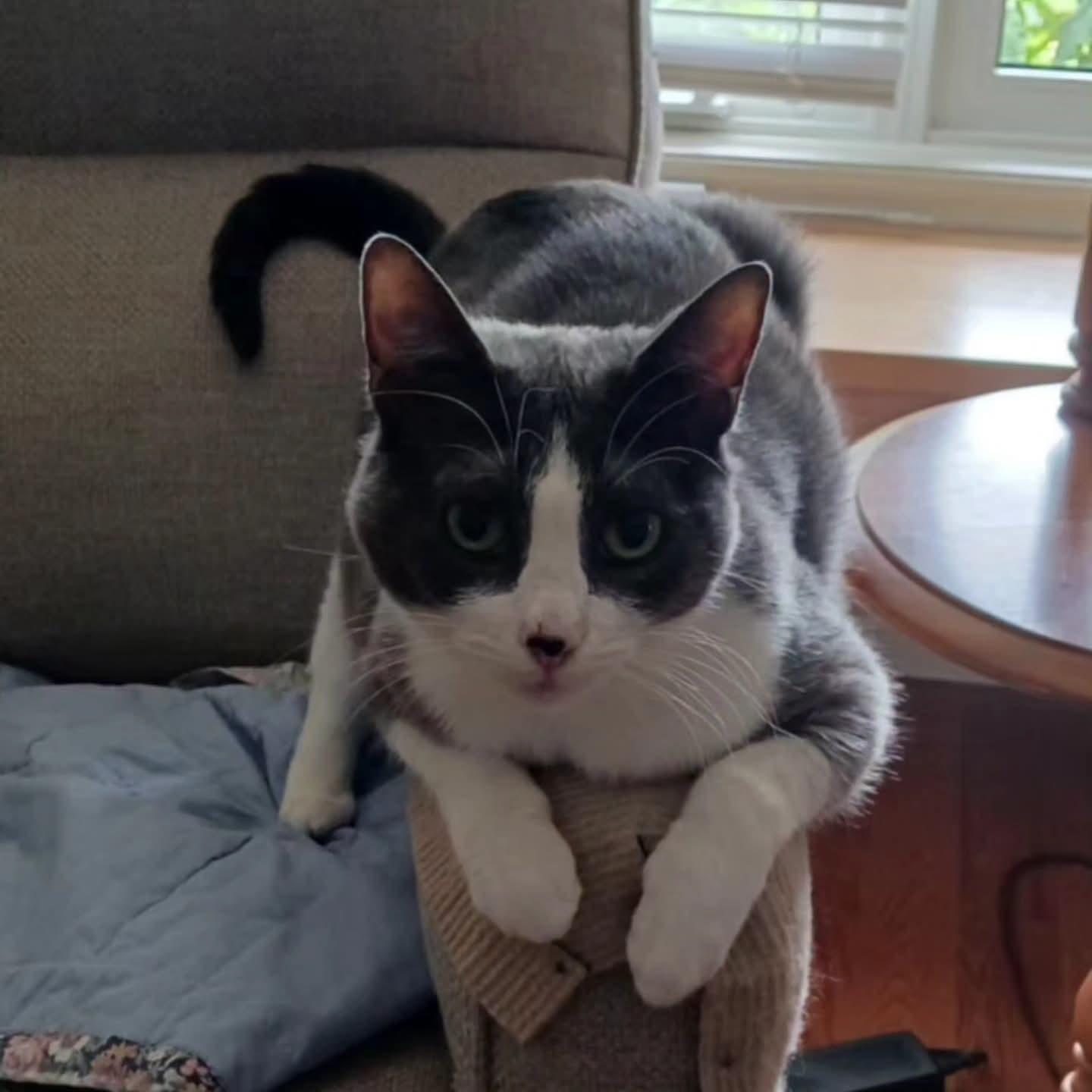 Myla, a ADOPTABLE Domestic Short Hair in Shakespeare, ON image 2/6