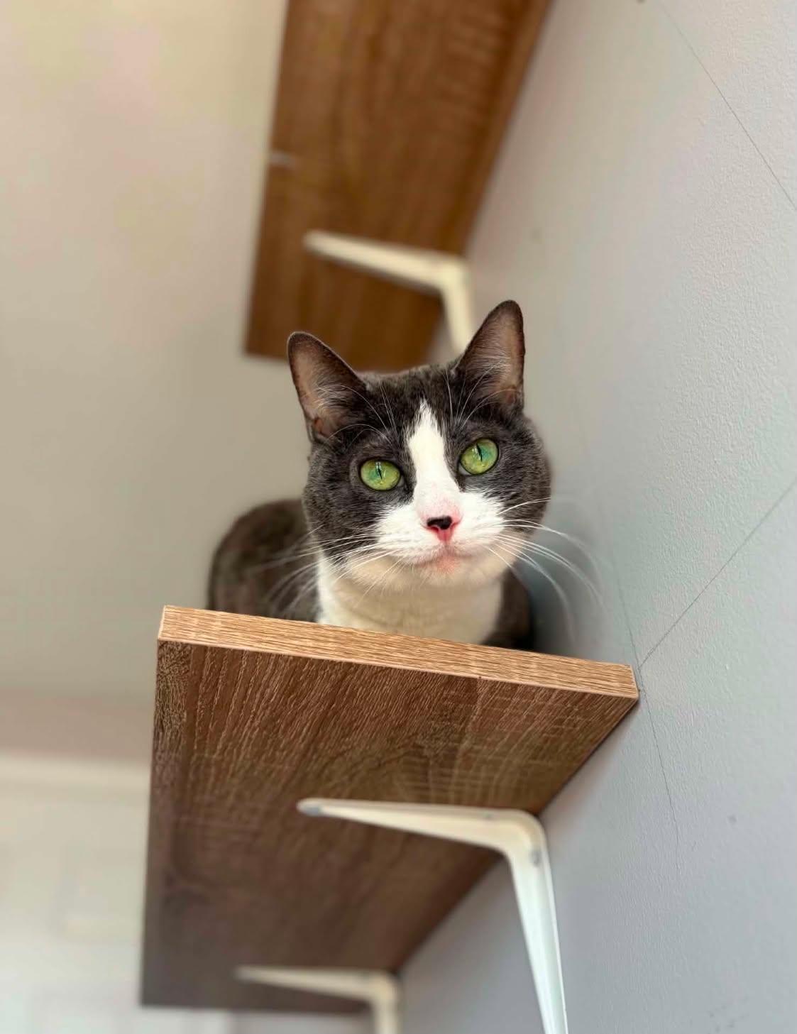 Enlarge Myla, a ADOPTABLE Domestic Short Hair in Shakespeare, ON image 5/6
