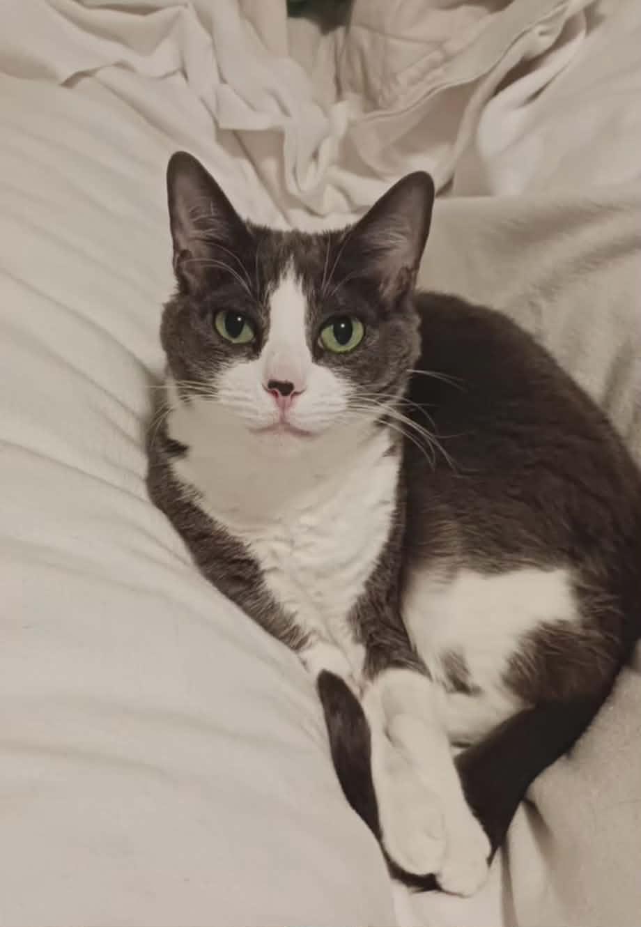 Enlarge Myla, a ADOPTABLE Domestic Short Hair in Shakespeare, ON image 1/6