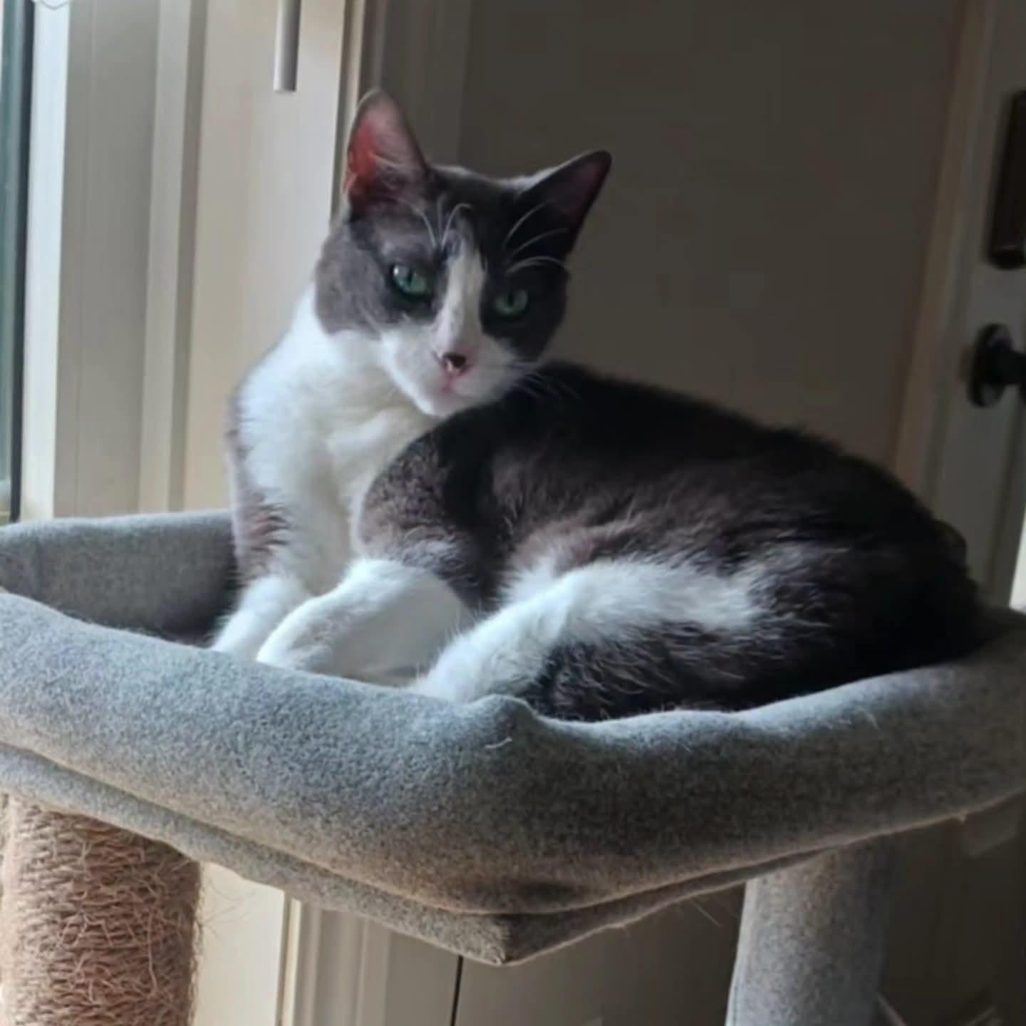 Myla, a ADOPTABLE Domestic Short Hair in Shakespeare, ON image 4/6