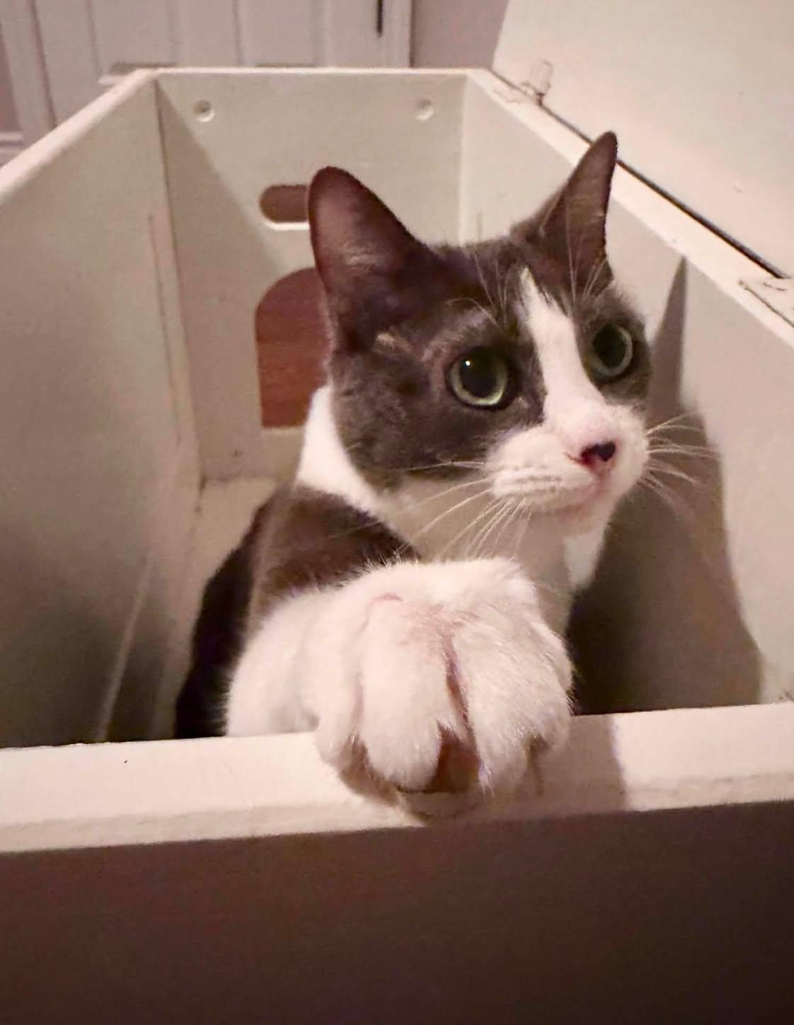 Enlarge Myla, a ADOPTABLE Domestic Short Hair in Shakespeare, ON image 3/6