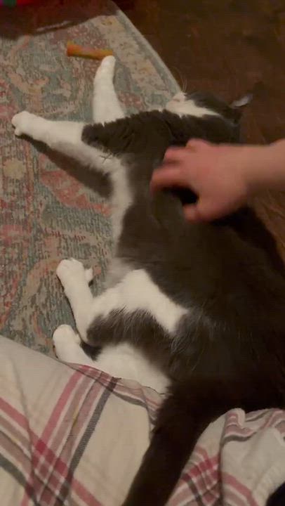 Enlarge Myla, a ADOPTABLE Domestic Short Hair in Shakespeare, ON video 4/6