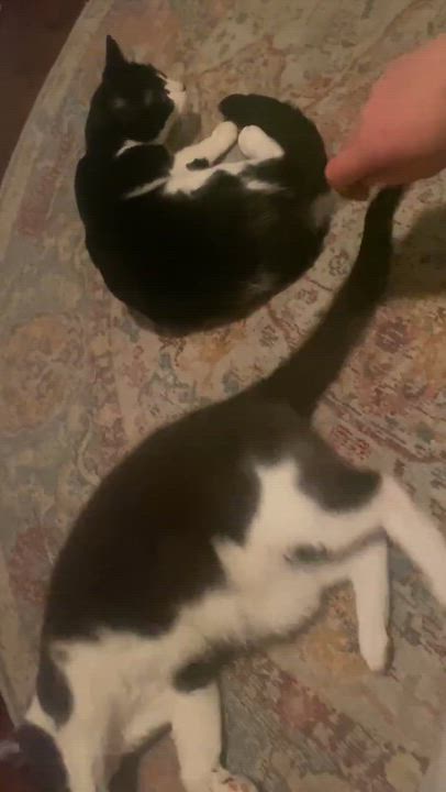 Enlarge Myla, a ADOPTABLE Domestic Short Hair in Shakespeare, ON video 6/6