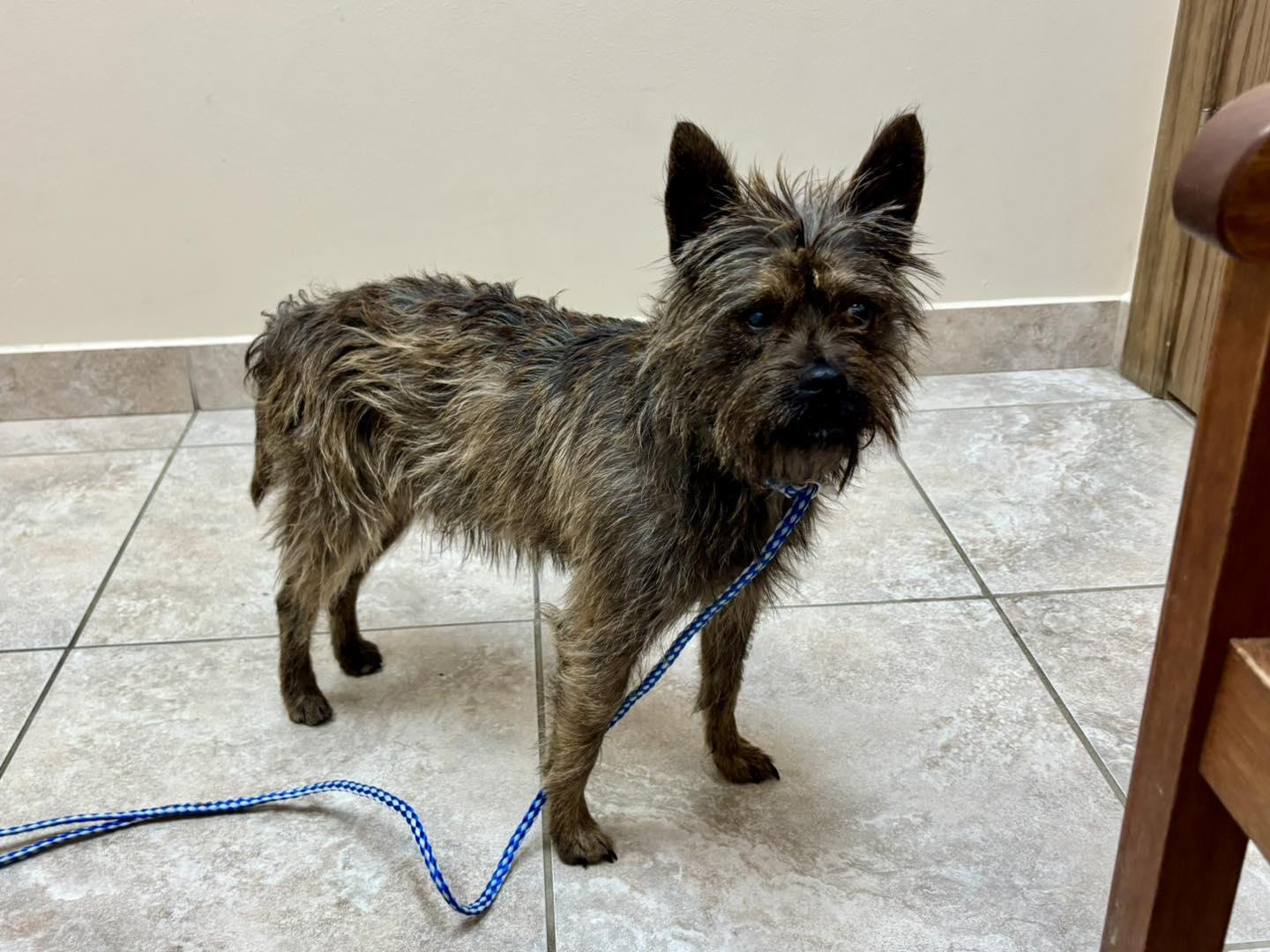 Dylan , ADOPTABLE, Young Male Cairn Terrier & Terrier.