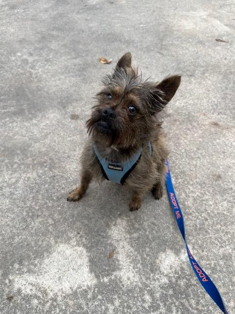 Enlarge Dylan , a ADOPTABLE mixed breed in Spring, TX image 2/2