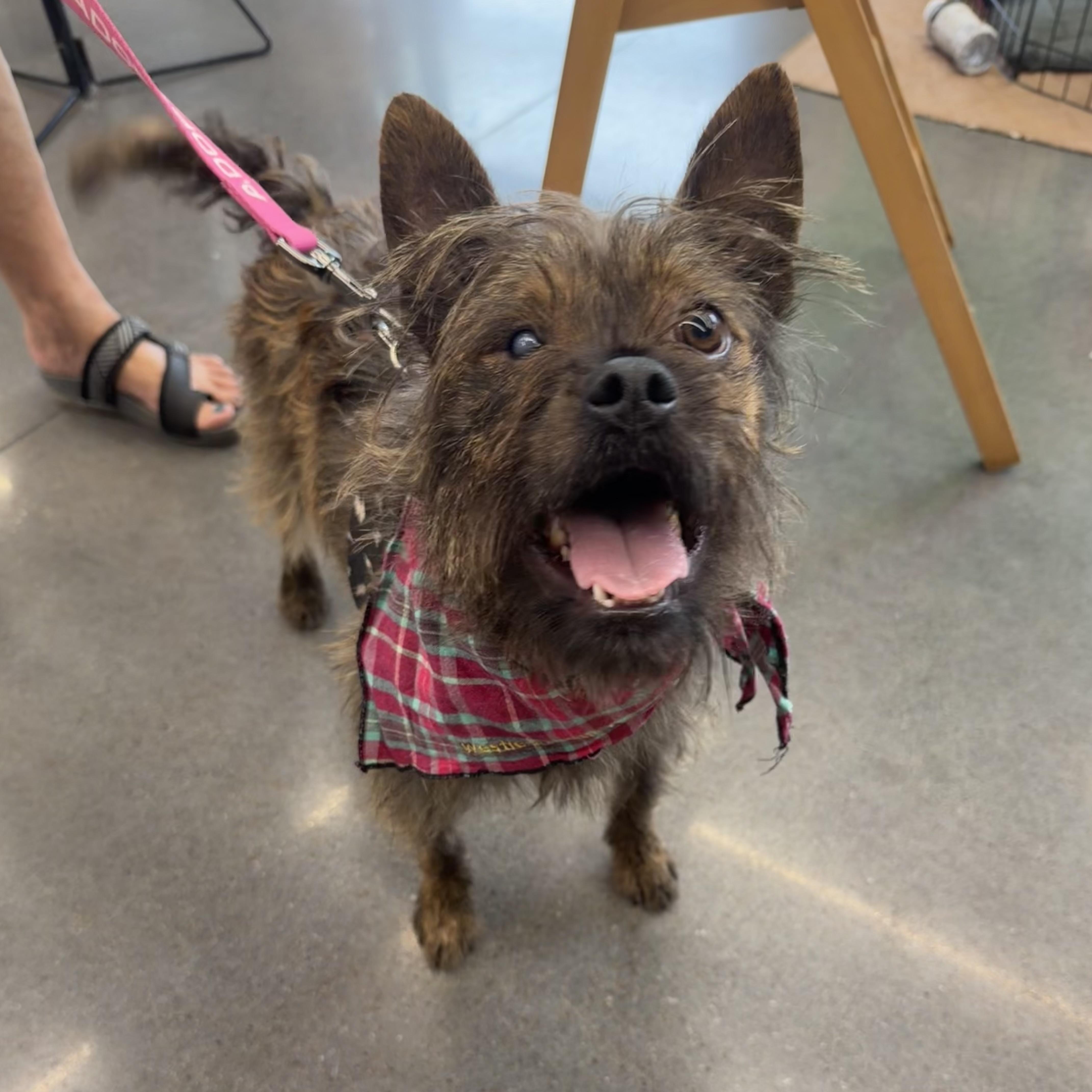 Dylan , ADOPTABLE, Young Male Cairn Terrier & Mixed Breed.