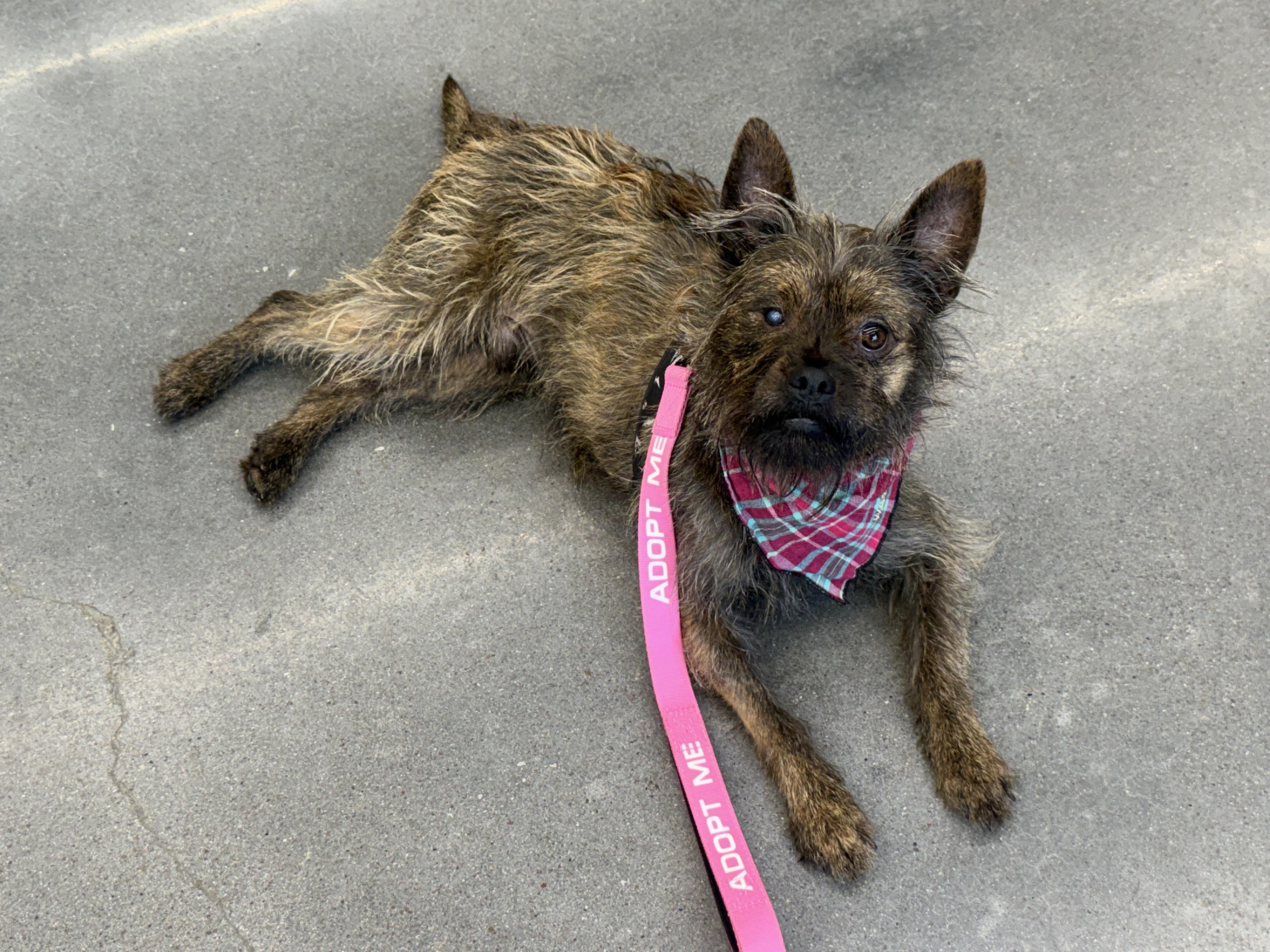 Enlarge Dylan , a ADOPTABLE mixed breed in Spring, TX image 2/4