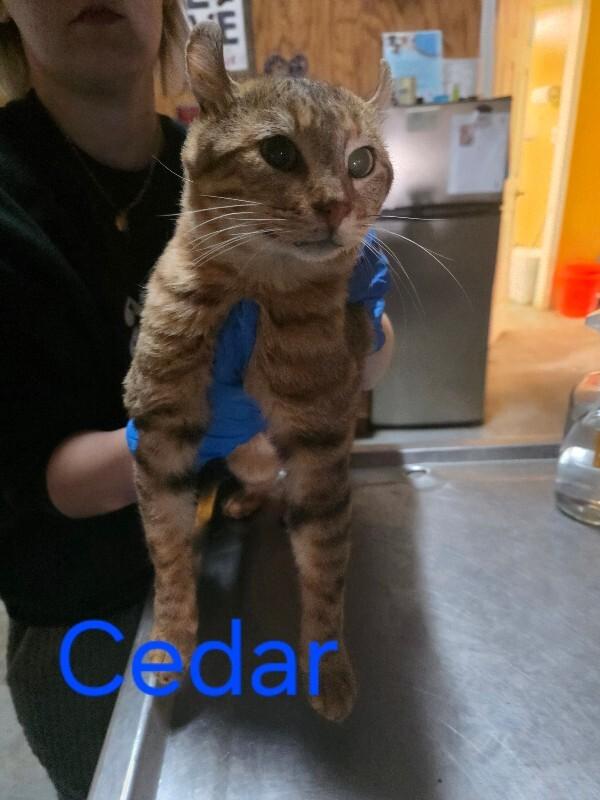 Cedar