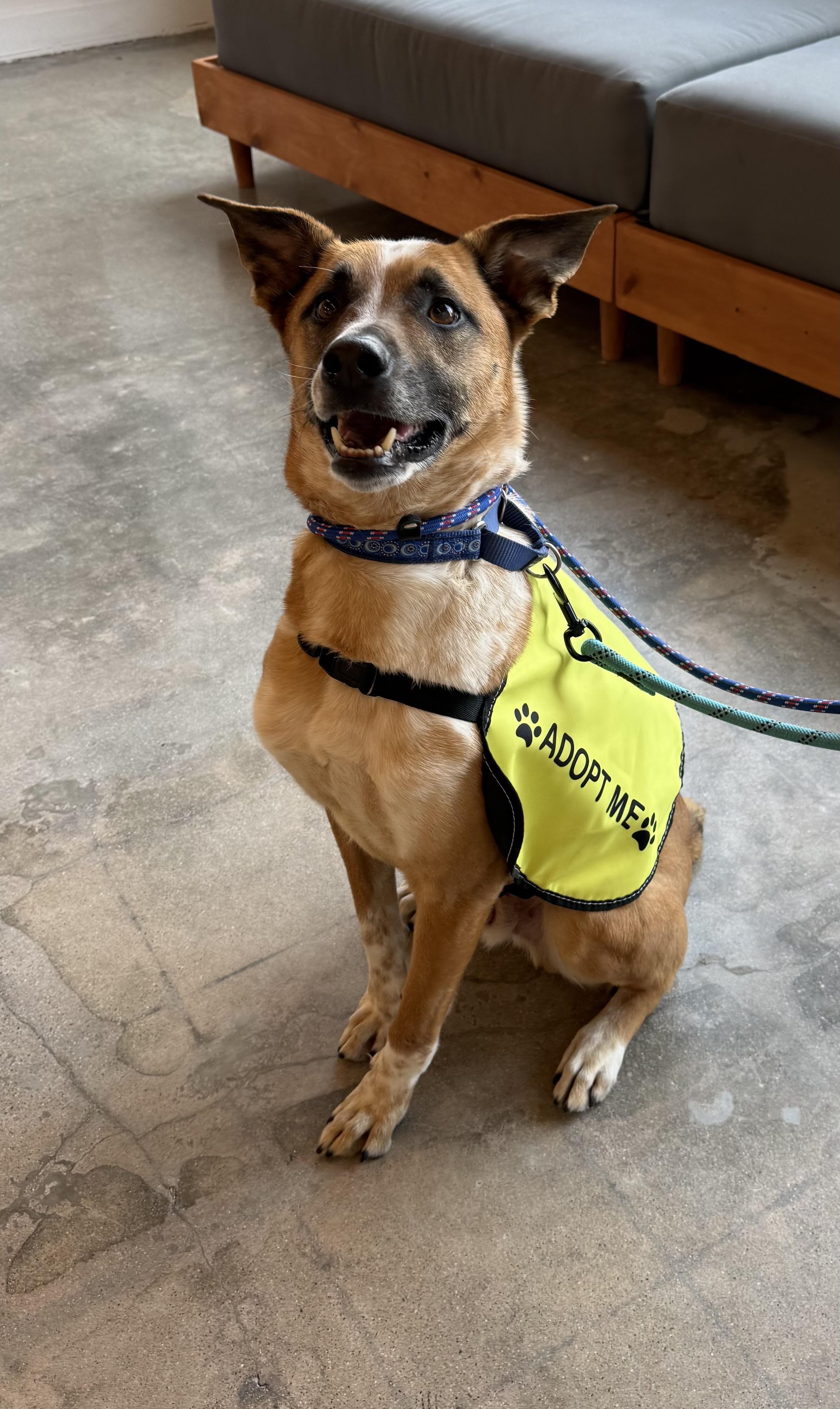 Enlarge Cooper, a Adoptable mixed breed in Phoenix, AZ image 2/4