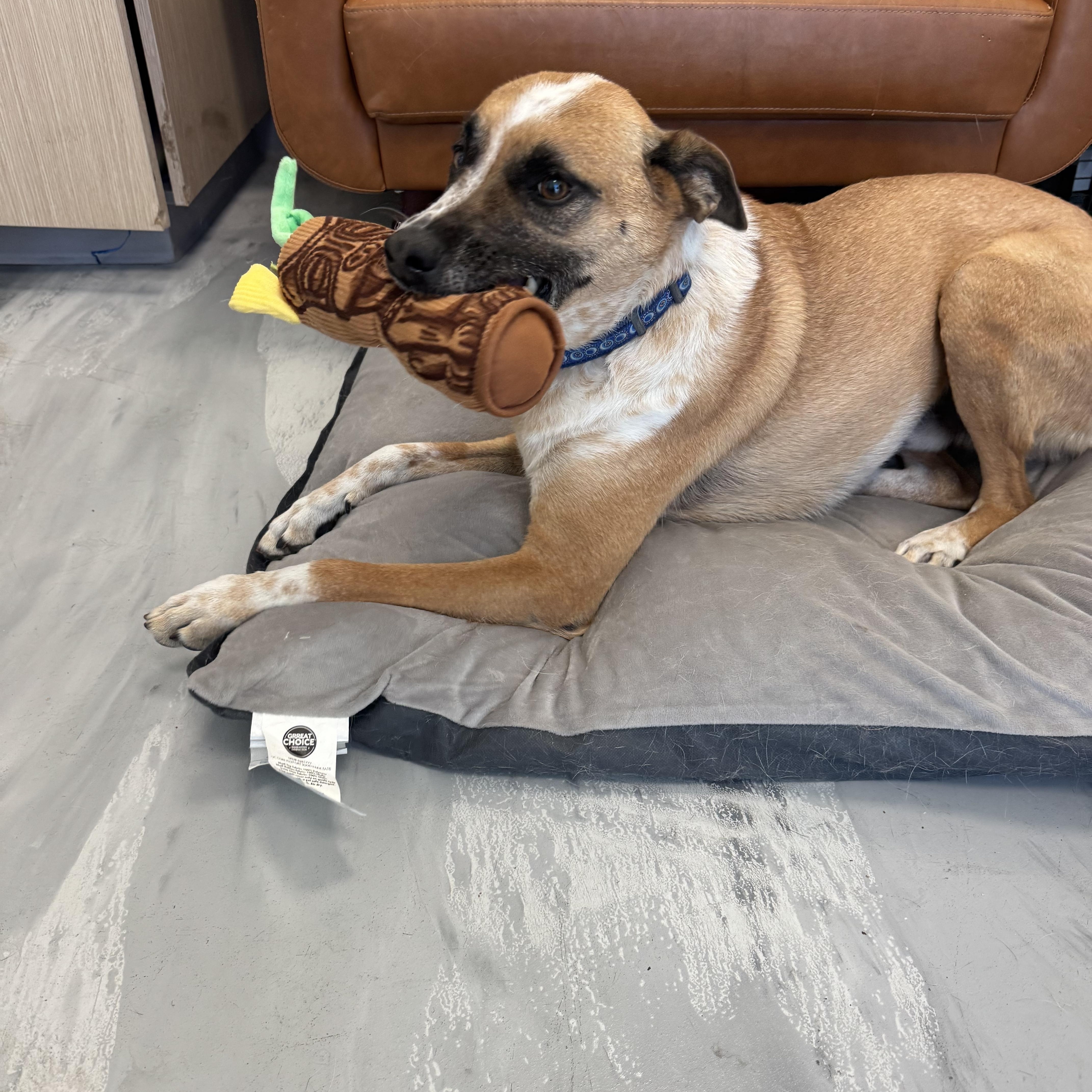 Enlarge Cooper, a Adoptable mixed breed in Phoenix, AZ image 3/4