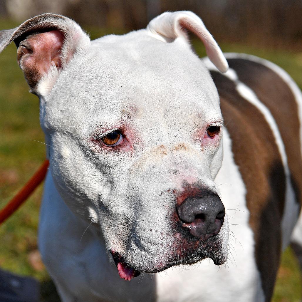 Enlarge Pearl, a Adoptable Pit Bull Terrier in York, PA image 1/6