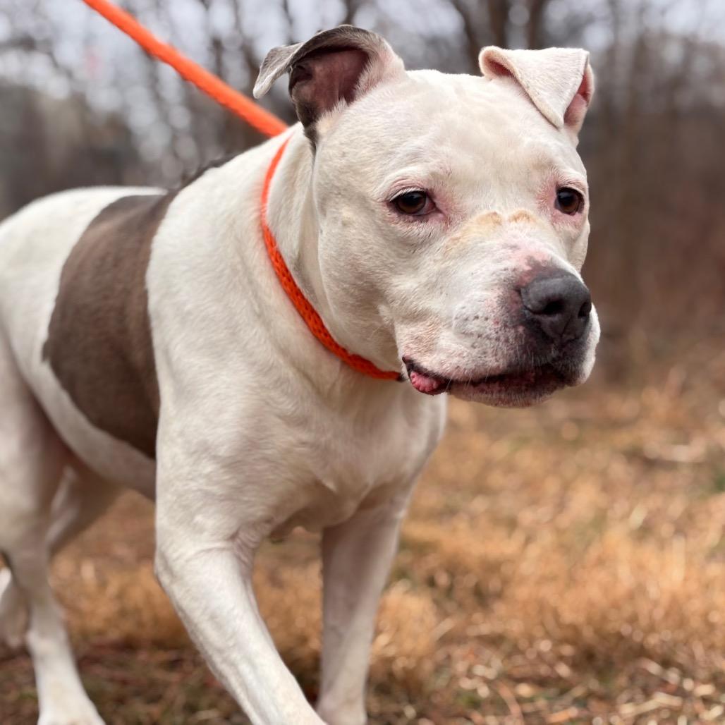 Pearl — thumbnail 2