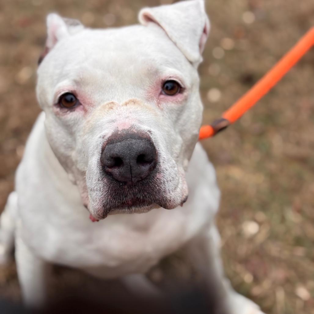 Enlarge Pearl, a Adoptable Pit Bull Terrier in York, PA image 3/6
