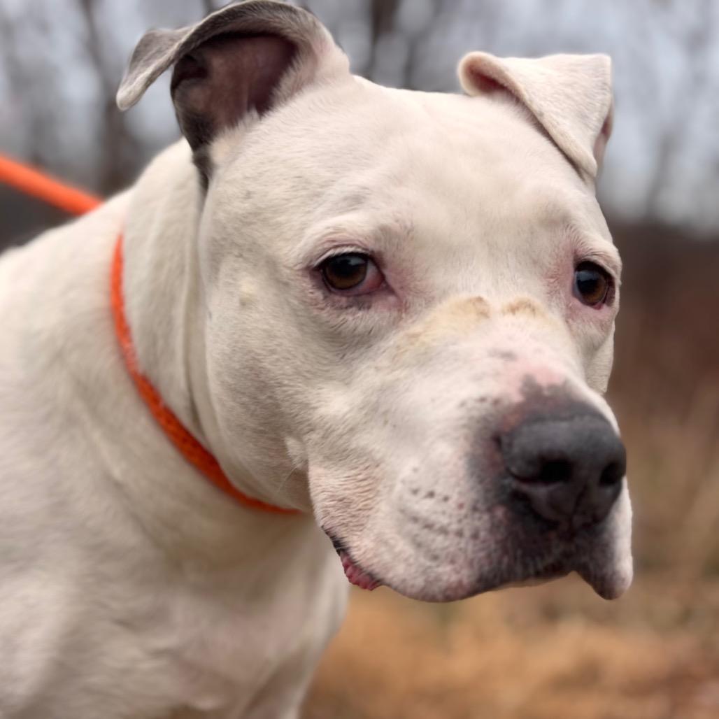 Enlarge Pearl, a Adoptable Pit Bull Terrier in York, PA image 4/6