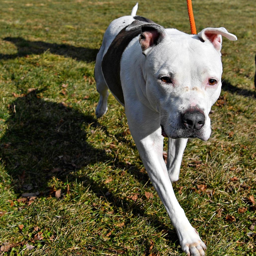 Enlarge Pearl, a Adoptable Pit Bull Terrier in York, PA image 5/6
