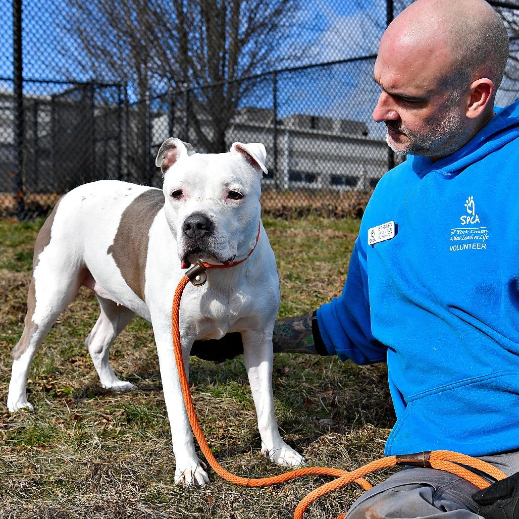 Enlarge Pearl, a Adoptable Pit Bull Terrier in York, PA image 6/6