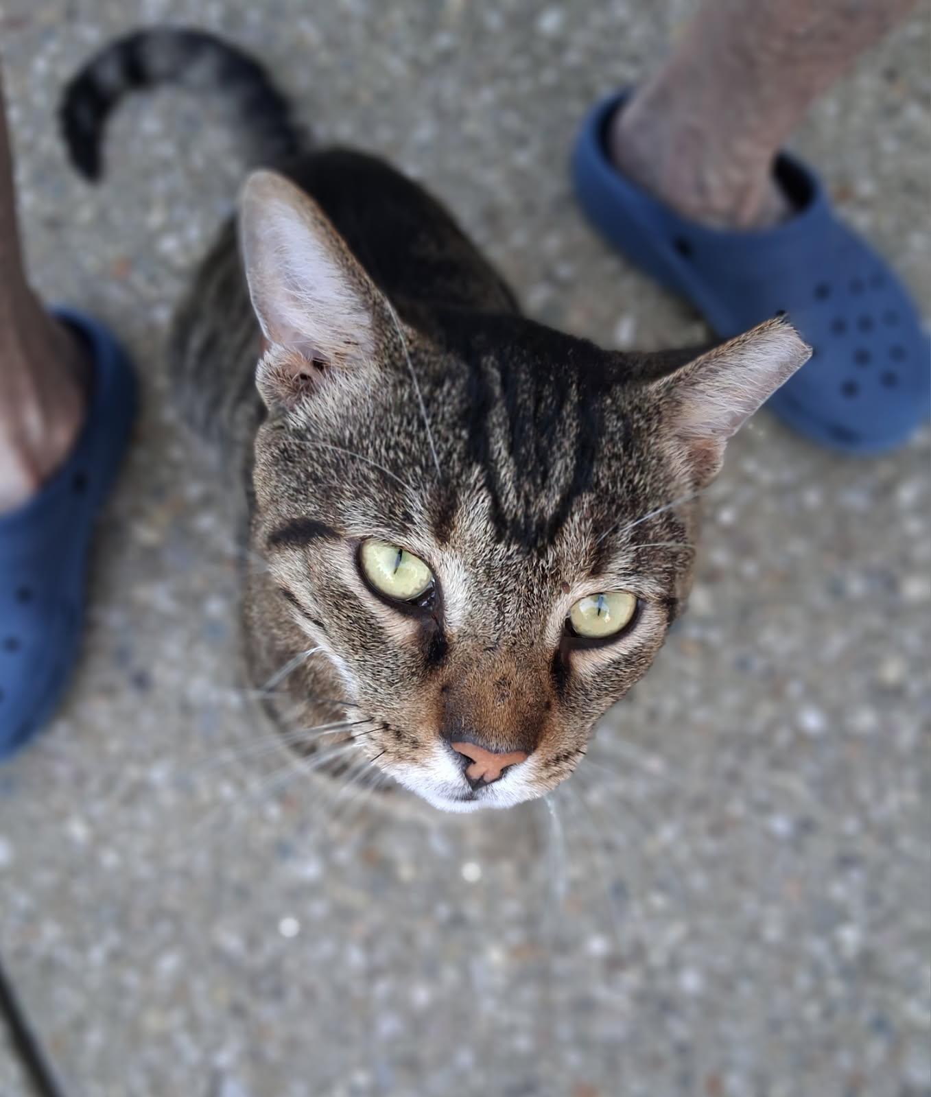 Tigger, ADOPTABLE, Young Male Domestic Short Hair.