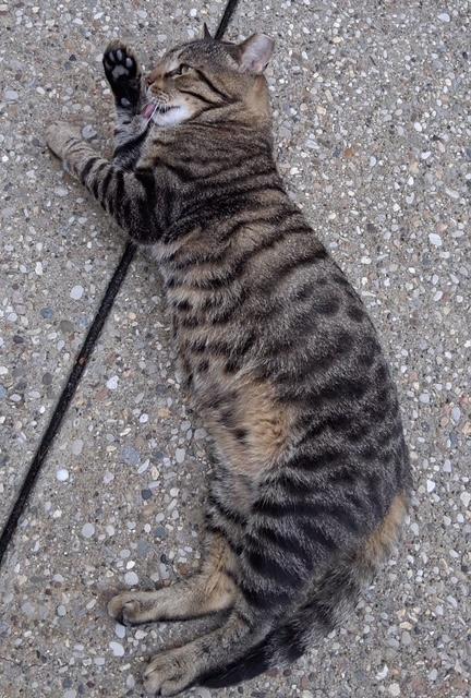 Enlarge Tigger, a ADOPTABLE Domestic Short Hair in Louisville, KY image 2/2