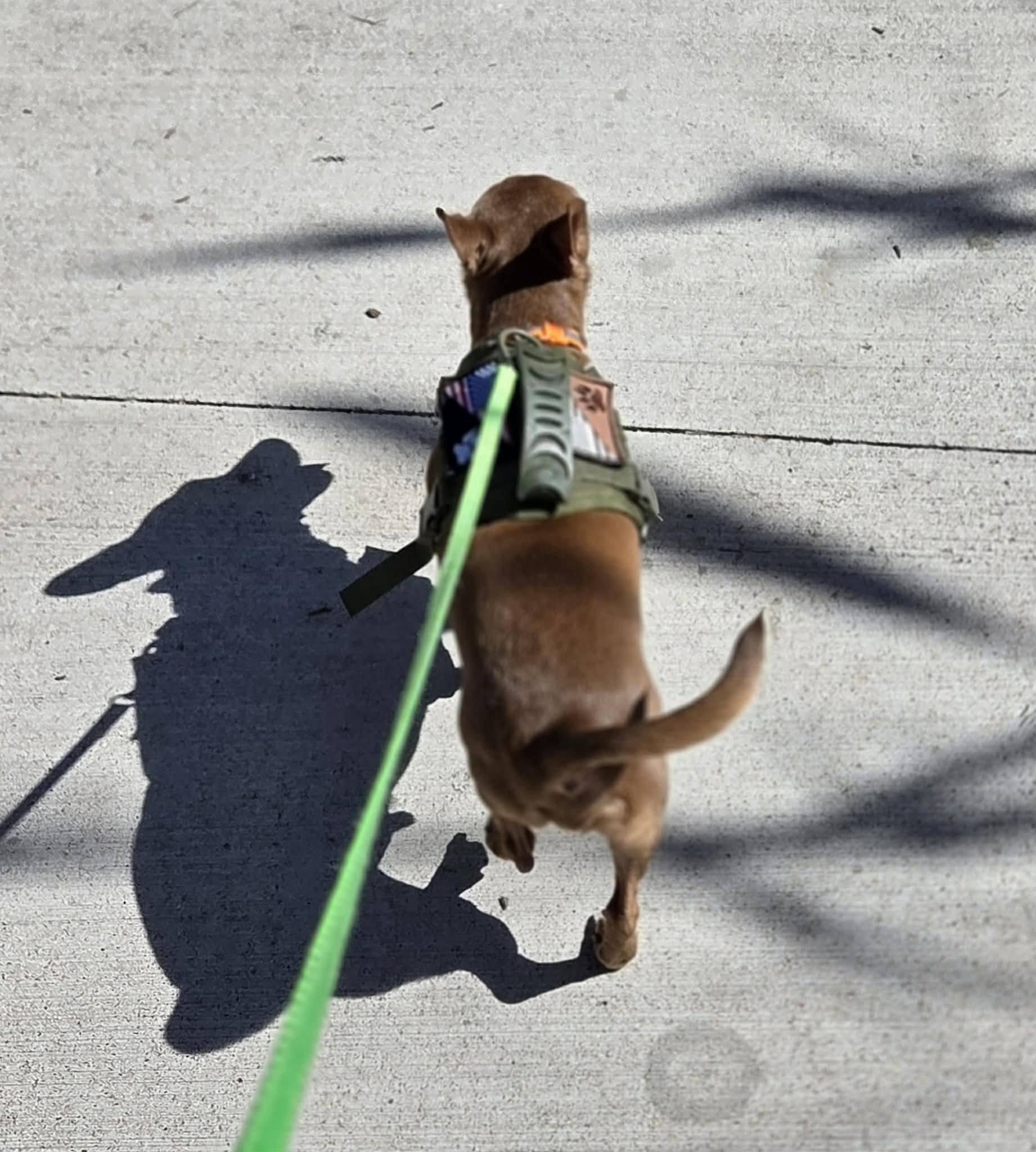 Enlarge Vic, a Adoptable Chihuahua in Austin, TX image 1/6