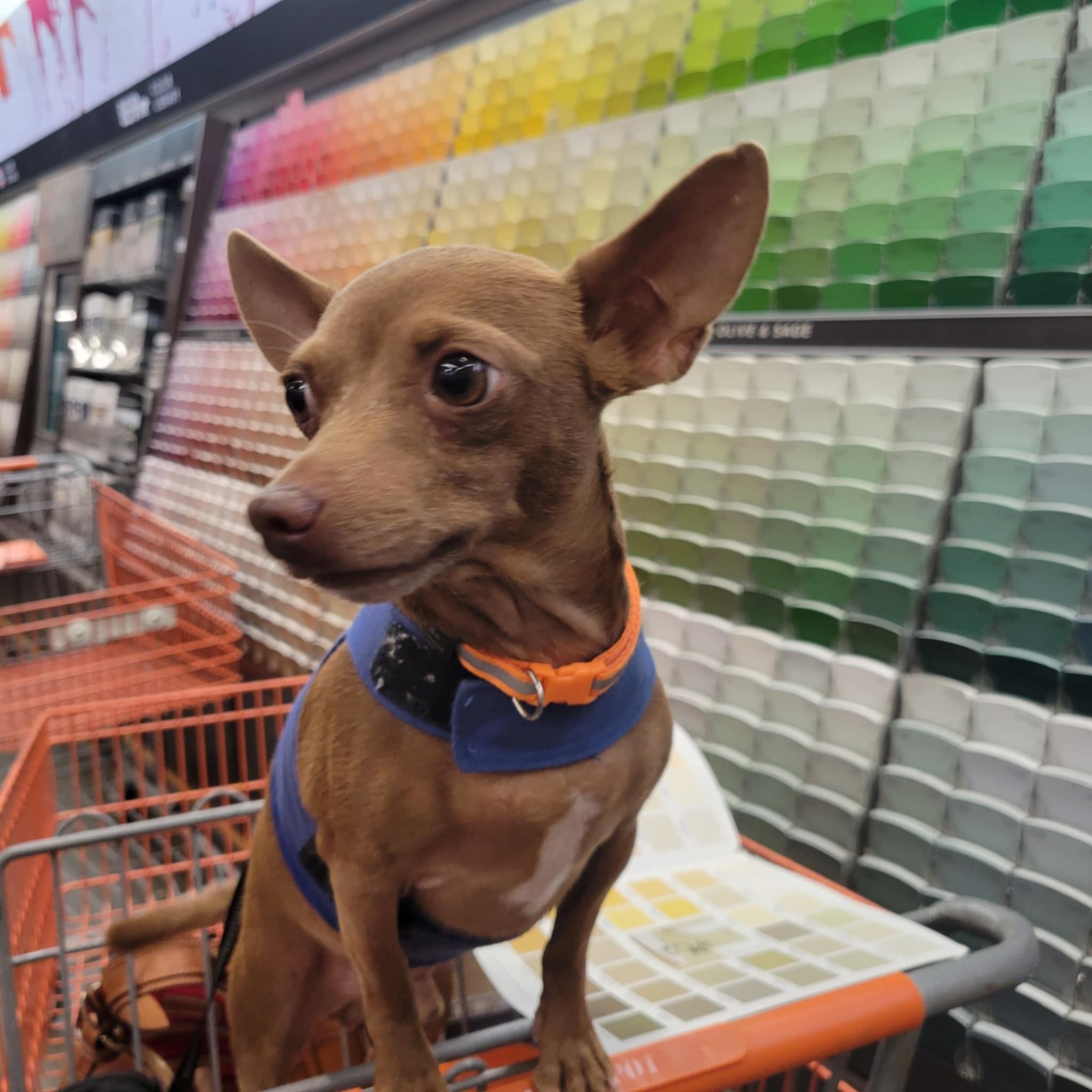 Vic, Adoptable, Adult Male Chihuahua.