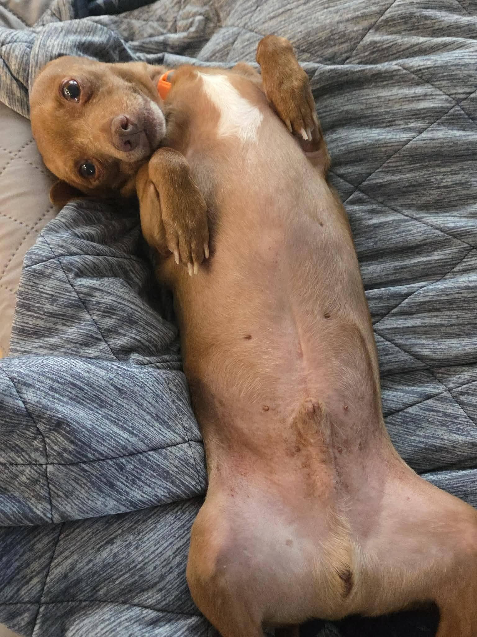 Enlarge Vic, a Adoptable Chihuahua in Austin, TX image 2/6