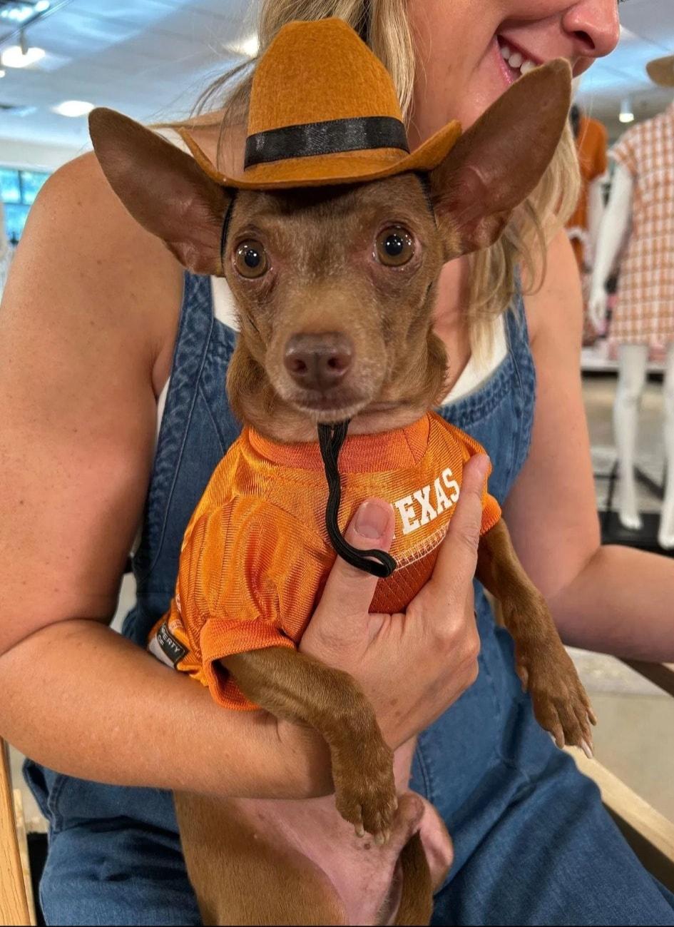 Enlarge Vic, a Adoptable Chihuahua in Austin, TX image 3/6