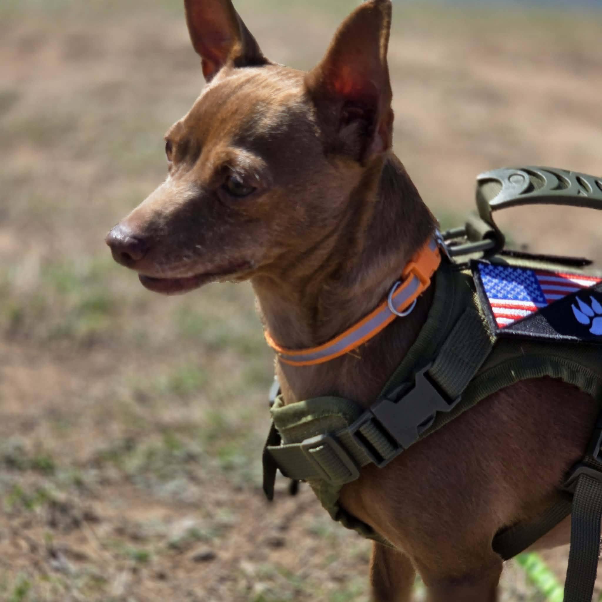 Enlarge Vic, a Adoptable Chihuahua in Austin, TX image 4/6
