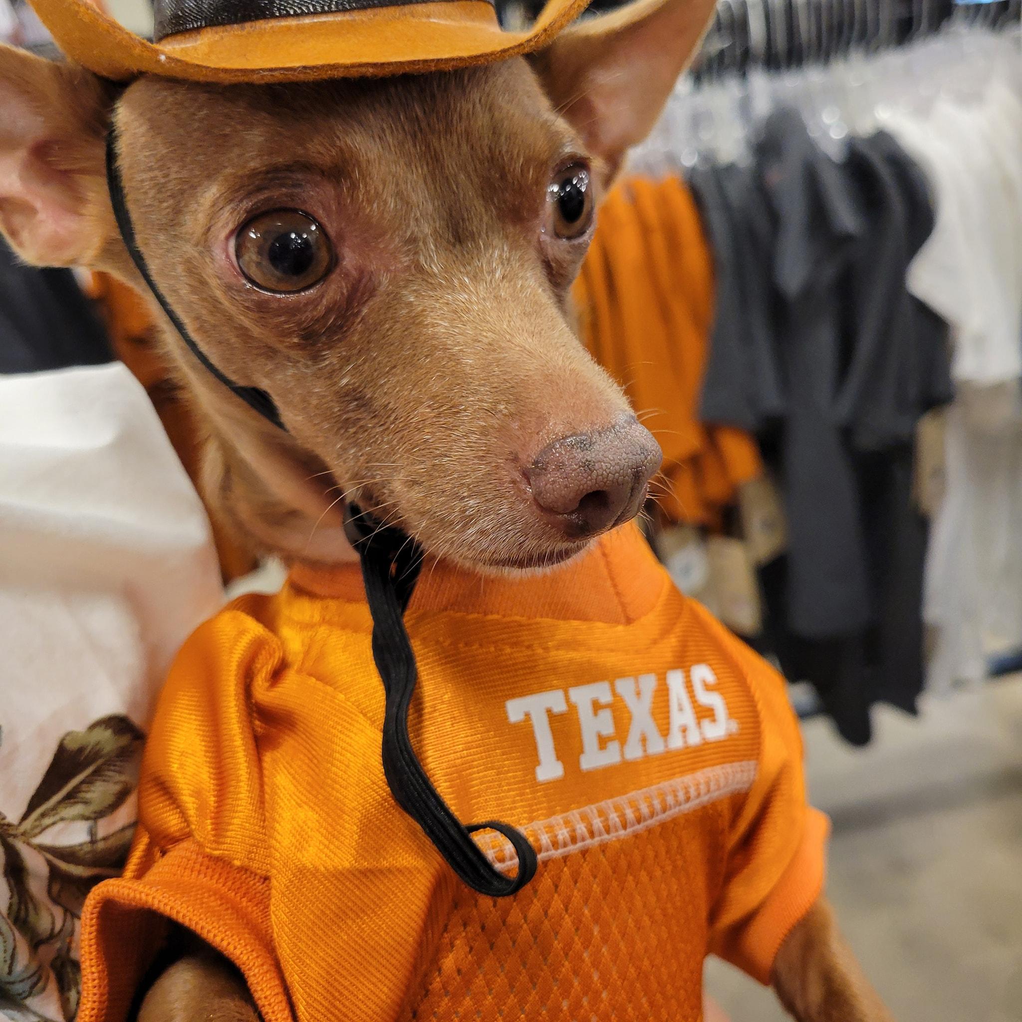 Enlarge Vic, a Adoptable Chihuahua in Austin, TX image 5/6