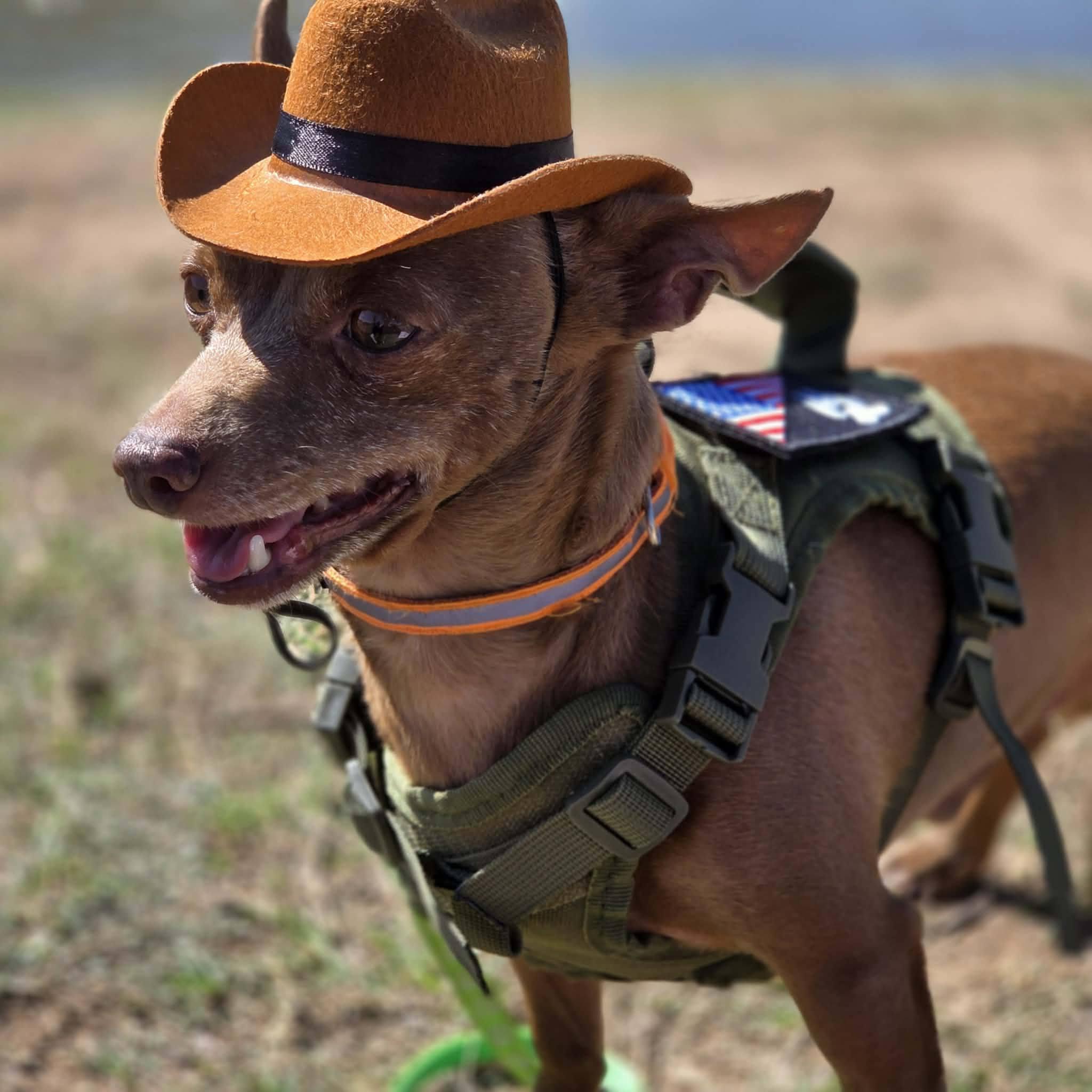 Enlarge Vic, a Adoptable Chihuahua in Austin, TX image 6/6