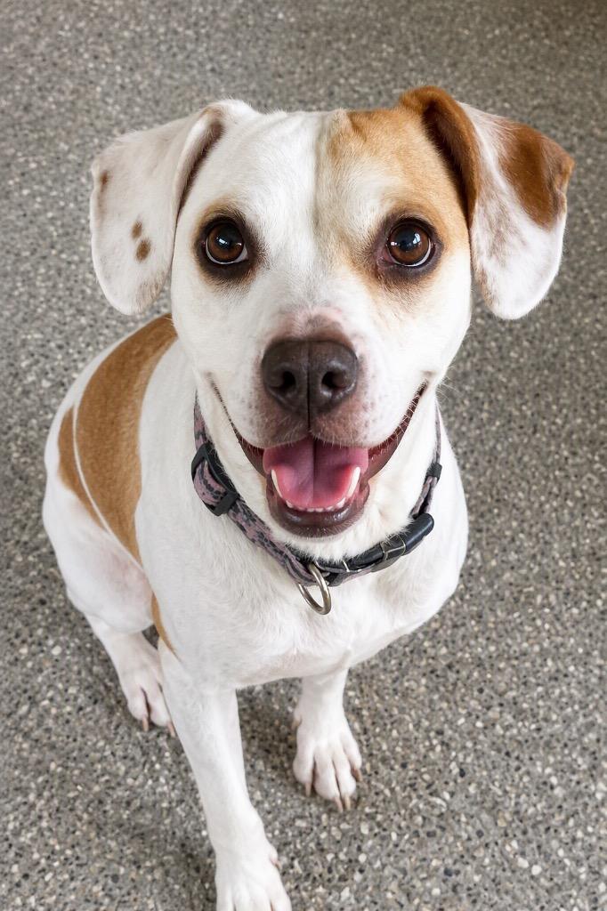Enlarge Bella Mae, a Adoptable mixed breed in St. Albans, VT image 2/3