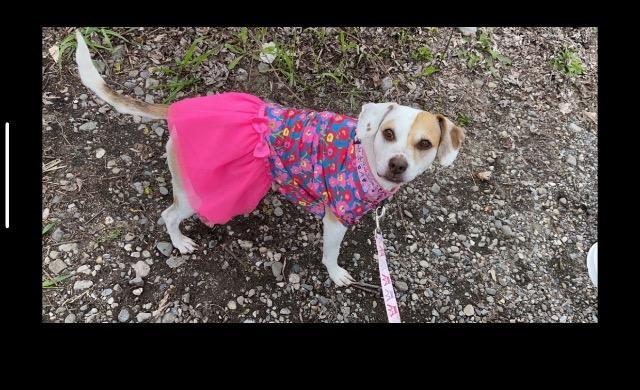 Enlarge Bella Mae, a Adoptable mixed breed in St. Albans, VT image 3/3