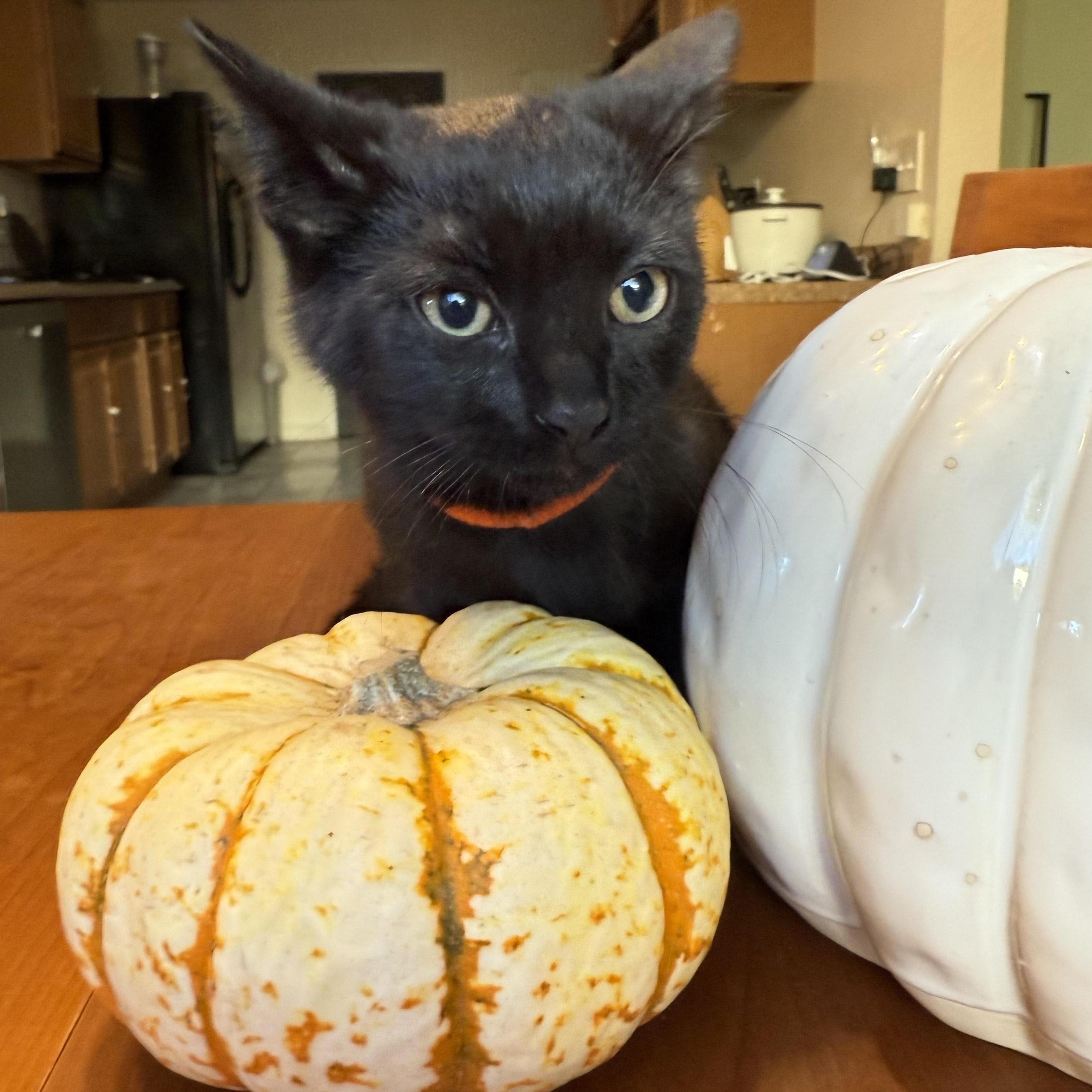 Enlarge Groot + Gumba (Bonded Pair), a Adoptable Domestic Short Hair in Davis, CA image 1/6