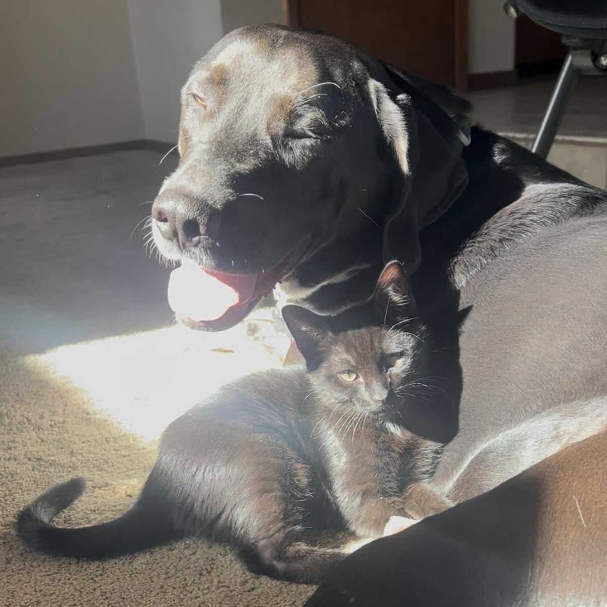 Enlarge Groot + Gumba (Bonded Pair), a Adoptable Domestic Short Hair in Davis, CA image 2/6