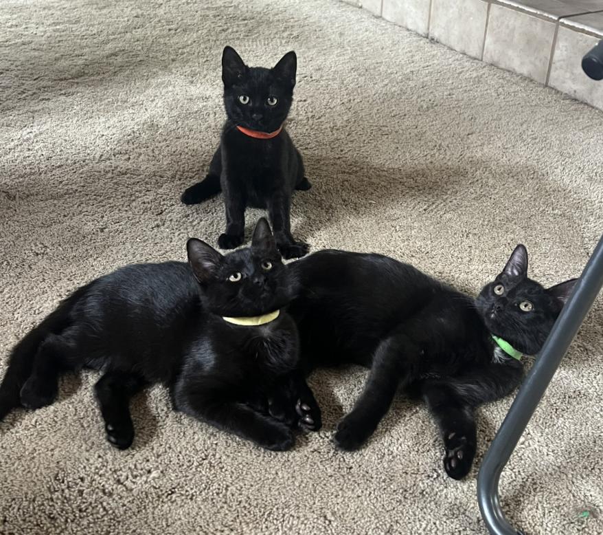 Enlarge Groot + Gumba (Bonded Pair), a Adoptable Domestic Short Hair in Davis, CA image 6/6