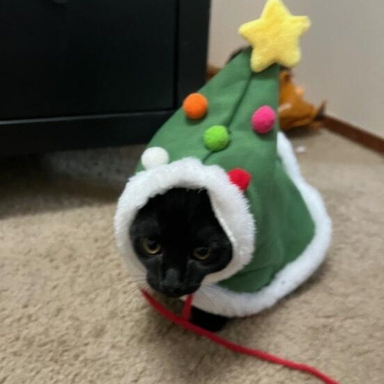 Enlarge Groot + Gumba (Bonded Pair), a Adoptable Domestic Short Hair in Davis, CA image 3/6