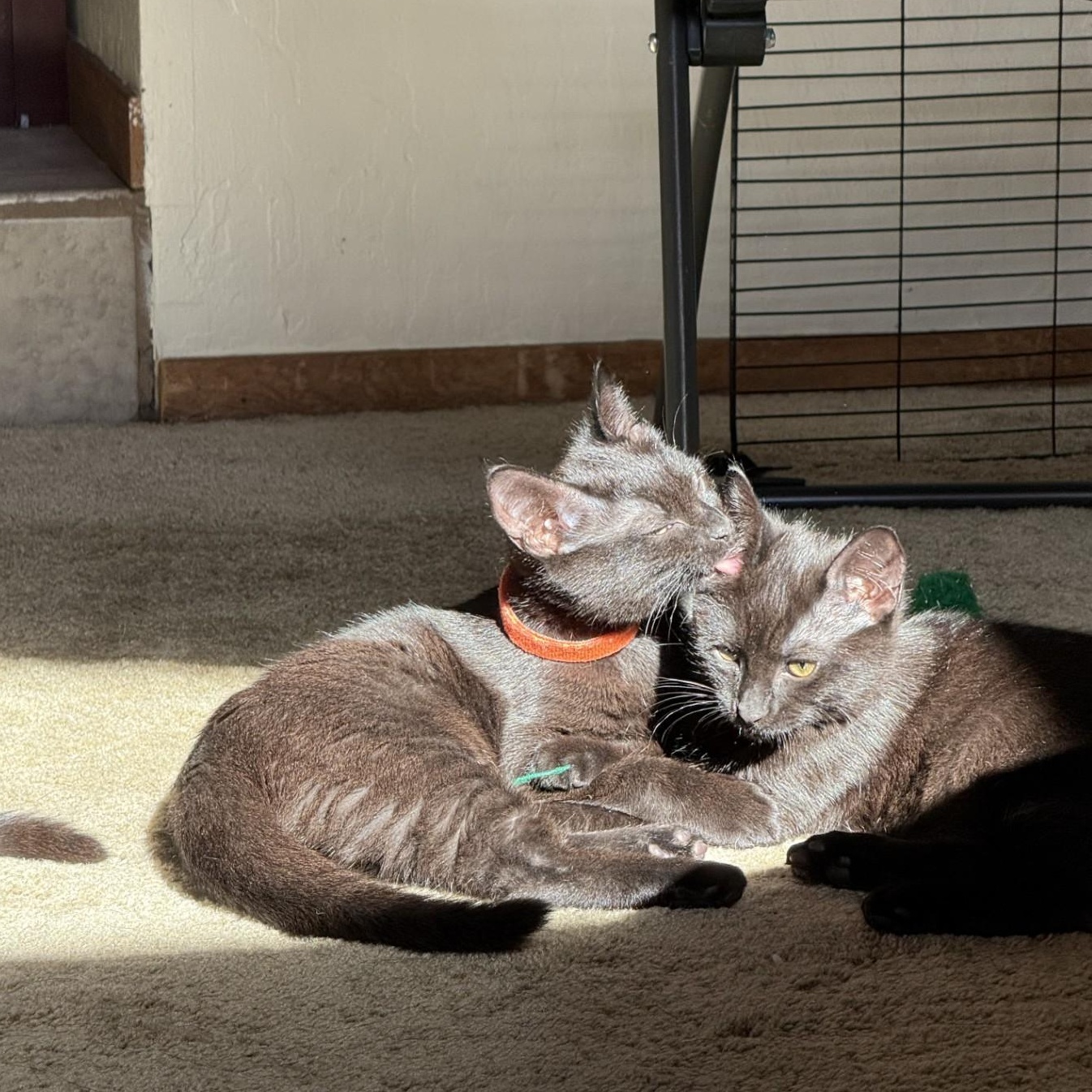 Groot + Gumba (Bonded Pair), Adoptable, Kitten Male Domestic Short Hair.