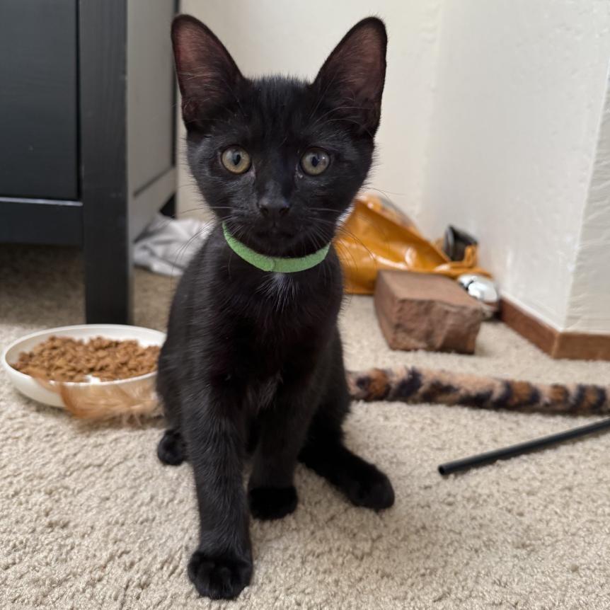 Enlarge Groot + Gumba (Bonded Pair), a Adoptable Domestic Short Hair in Davis, CA image 4/6