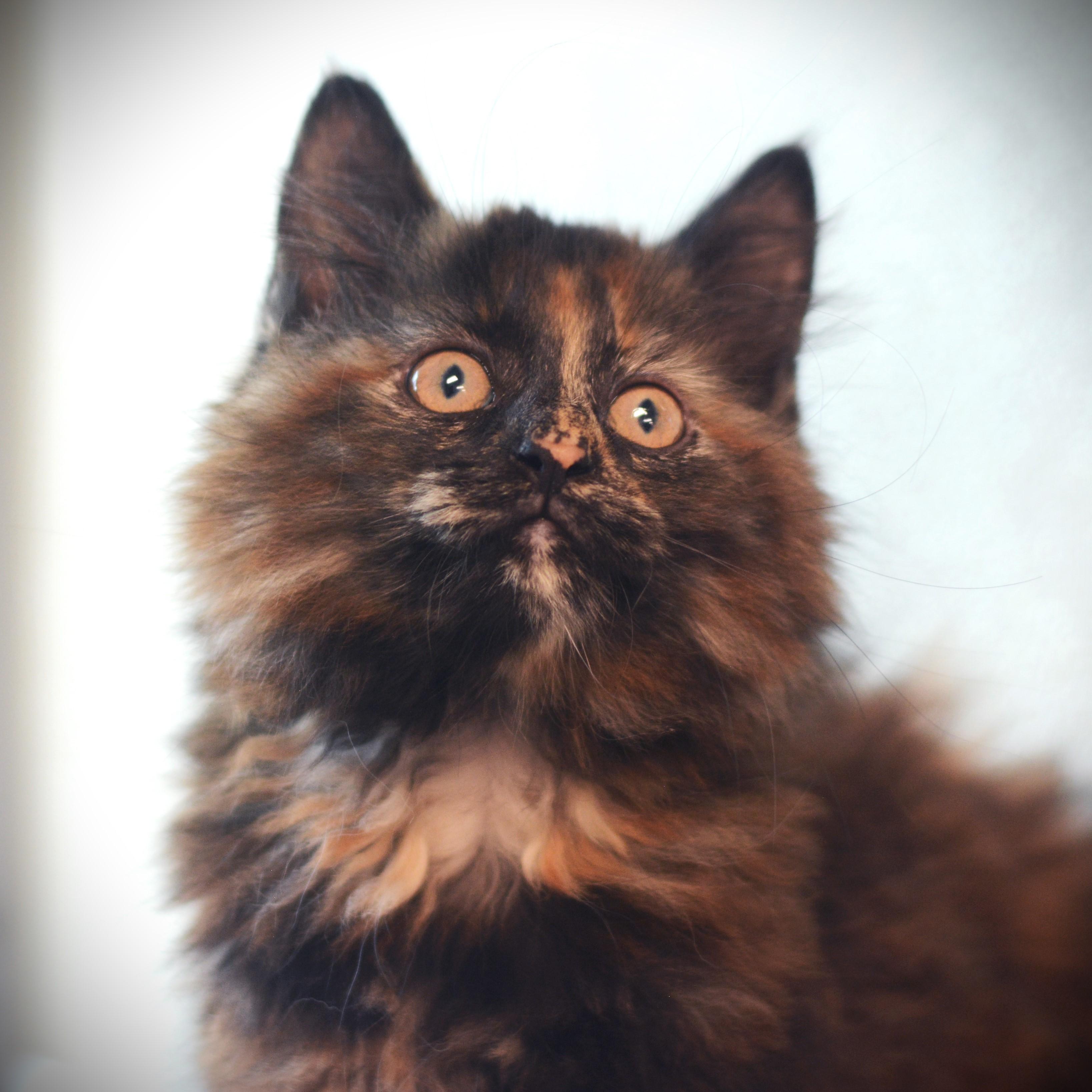 Godiva, adoptable, Kitten Female Domestic Medium Hair.