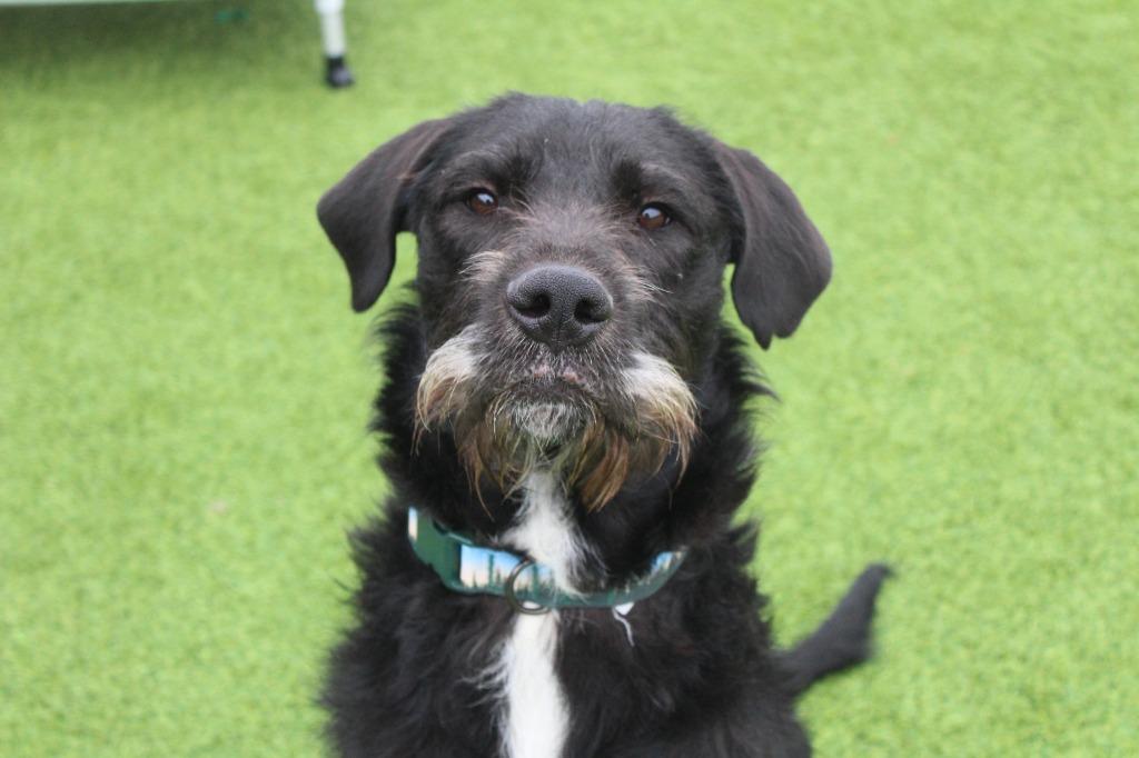 McGruff, ADOPTABLE, Adult Male Schnauzer & Poodle.
