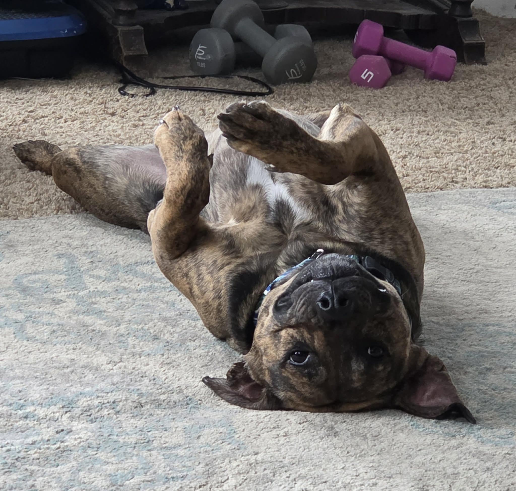 Enlarge Logan, a Adoptable mixed breed in Watertown, WI image 4/6