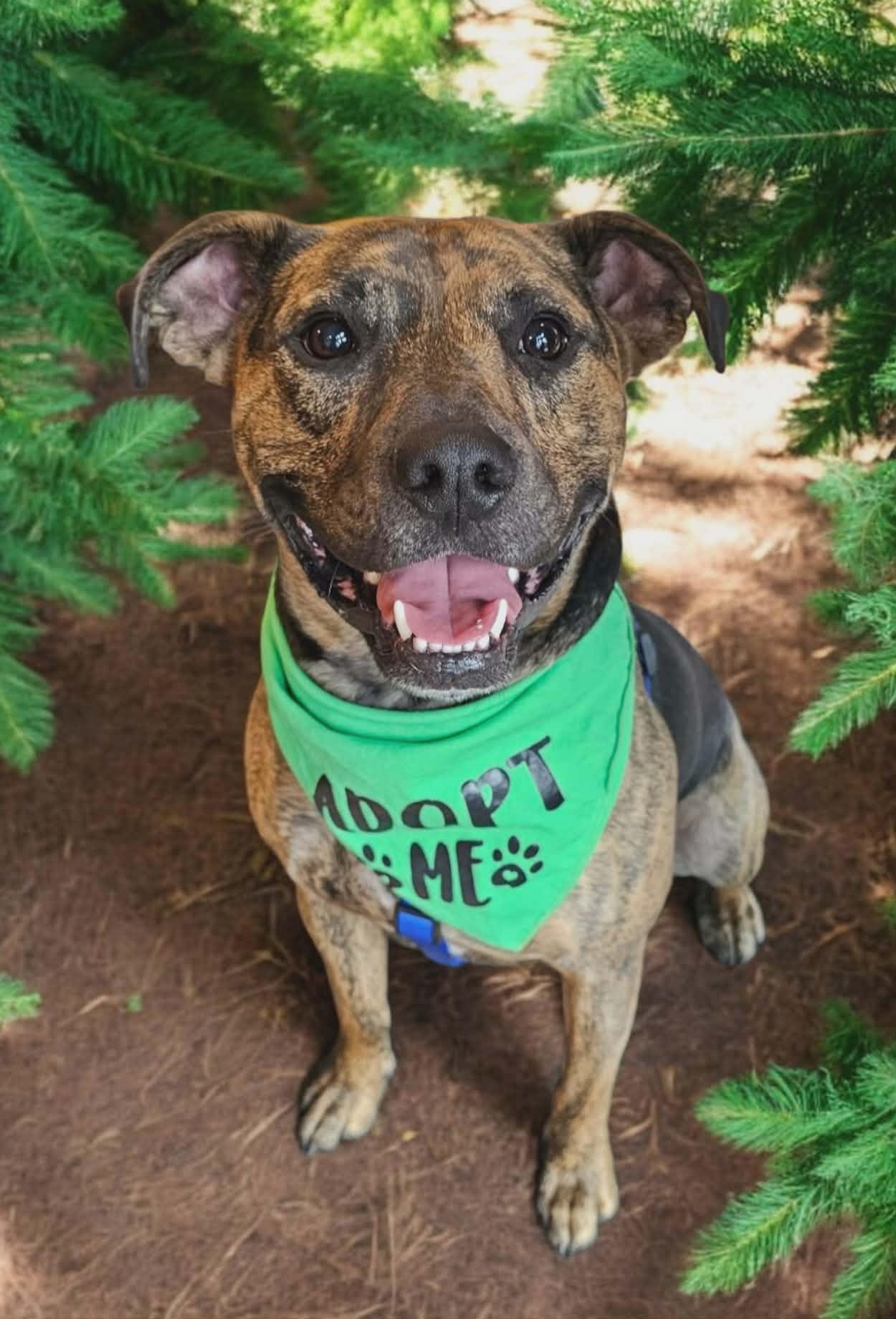 Logan, Adoptable, Young Male Mixed Breed & American Bully.